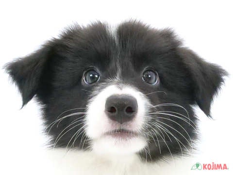 東京都のボーダーコリー (コジマ国領店/2024年5月19日生まれ/女の子/ブラックホワイト)の子犬