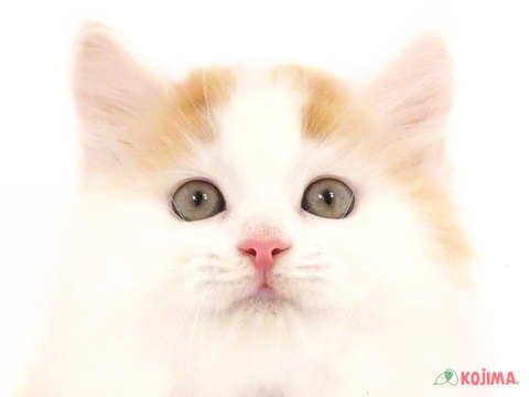 神奈川県のラガマフィン (コジマベイタウン横浜本牧店/2024年5月19日生まれ/女の子/レッドタビーホワイト)の子猫