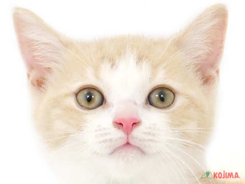 埼玉県のブリティッシュショートヘアー (コジマ浦和店/2024年5月16日生まれ/男の子/クリームマッカレルタビーホワイト)の子猫