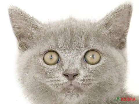茨城県のブリティッシュショートヘアー (コジマイーアスつくば店/2024年5月16日生まれ/男の子/ブルー)の子猫