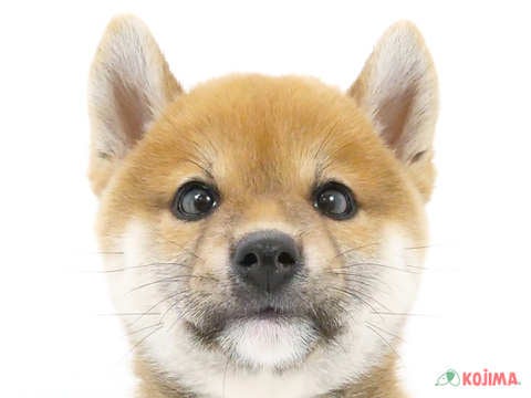 千葉県の柴犬(標準サイズ) (コジマ松戸店/2024年5月19日生まれ/男の子/赤)の子犬
