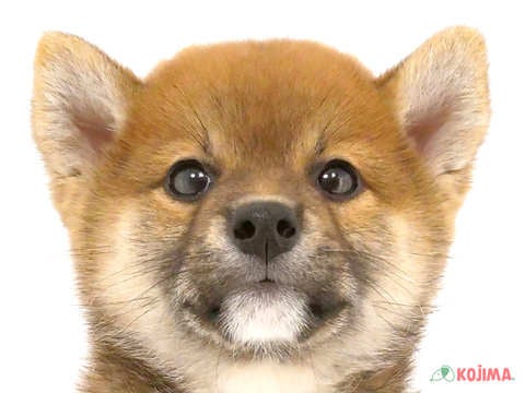 埼玉県の柴犬(標準サイズ) (コジマ三郷店/2024年5月18日生まれ/男の子/赤)の子犬