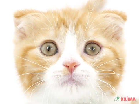 千葉県のスコティッシュフォールド (コジマ松戸店/2024年5月15日生まれ/女の子/レッドタビーホワイト)の子猫