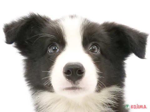 千葉県のボーダーコリー (コジマアリオ市原店/2024年5月17日生まれ/男の子/ブラックホワイト)の子犬