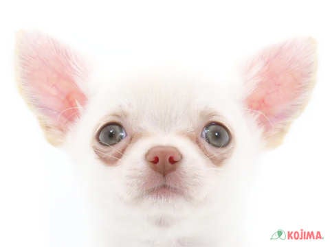 東京都のチワワ(スムース) (コジマソコラ用賀店/2024年5月20日生まれ/男の子/ホワイト)の子犬