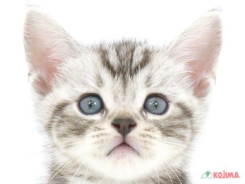 茨城県のアメリカンショートヘアー (コジマイーアスつくば店/2024年5月20日生まれ/男の子/シルバータビー)の子猫