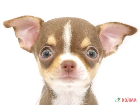 東京都のチワワ(スムース) (コジマ国分寺店/2024年5月18日生まれ/女の子/ホワイトチョコレートタン)の子犬
