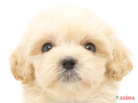 千葉県のマルプー(マルチーズ×プードル) (コジマ松戸店/2024年5月18日生まれ/女の子/アプリコット)の子犬