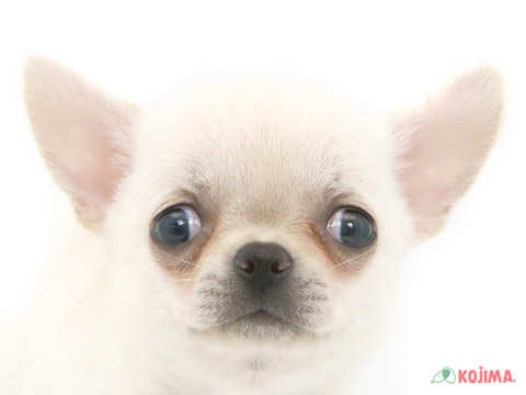 東京都のチワワ(スムース) (コジマアリオ西新井店/2024年5月18日生まれ/女の子/クリームホワイト)の子犬
