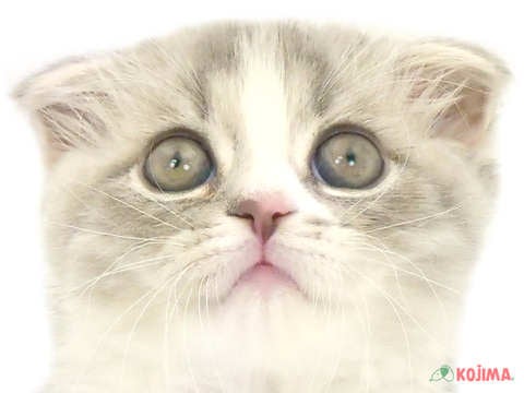 東京都のスコティッシュフォールド (コジマアリオ亀有店/2024年5月18日生まれ/男の子/ブルータビーホワイト)の子猫