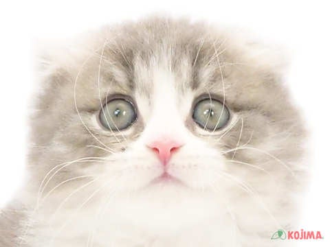 千葉県のスコティッシュフォールド (コジマアリオ柏店/2024年5月18日生まれ/男の子/ブルータビーホワイト)の子猫