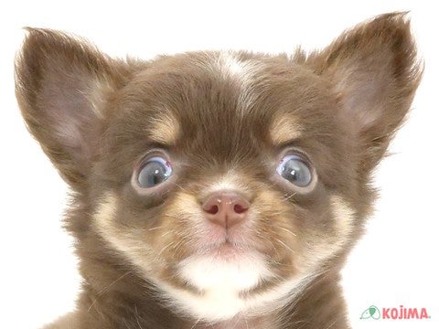 千葉県のチワワ(ロング) (コジマ松戸店/2024年5月17日生まれ/男の子/チョコレートタンホワイト)の子犬