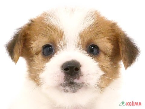 東京都のジャックラッセルテリア (コジマ木場店/2024年5月20日生まれ/女の子/ホワイトタン)の子犬