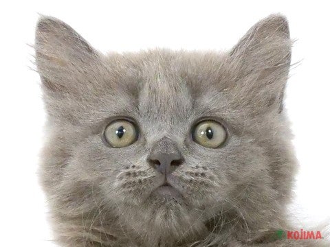 東京都のブリティッシュロングヘアー (コジマアリオ北砂店/2024年5月15日生まれ/女の子/ブルー)の子猫