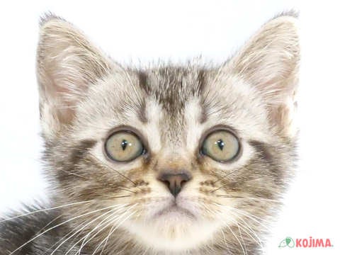 埼玉県のアメリカンショートヘアー (コジマ戸田公園店/2024年5月17日生まれ/男の子/シルバータビー)の子猫