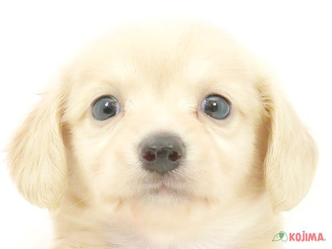 千葉県のチワックス(チワワ×ダックス) (コジマアリオ柏店/2024年5月18日生まれ/男の子/クリーム)の子犬