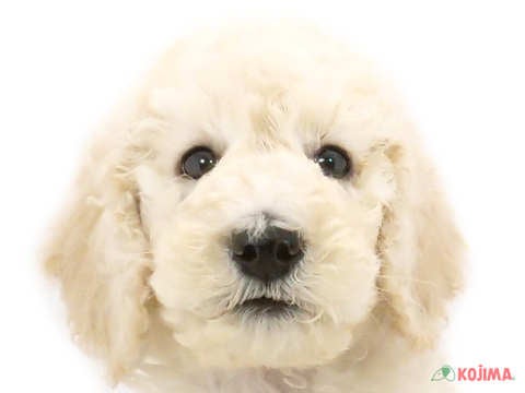 埼玉県のスタンダードプードル (コジマモラージュ菖蒲店/2024年5月17日生まれ/女の子/ホワイト)の子犬
