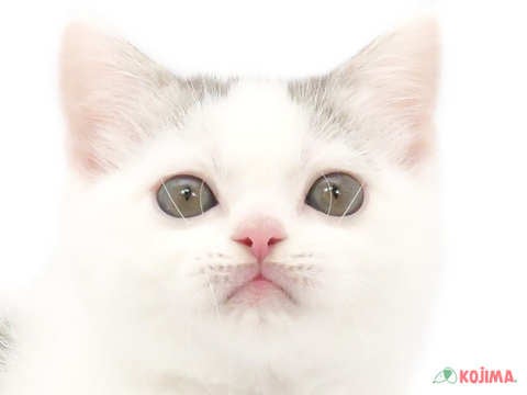 東京都のスコティッシュストレート (コジマ田端店/2024年5月14日生まれ/男の子/ブルータビーホワイト)の子猫