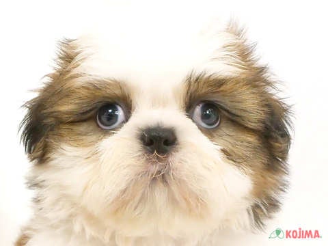 東京都のシーズー (コジマ府中店/2024年5月18日生まれ/男の子/ホワイトゴールド)の子犬