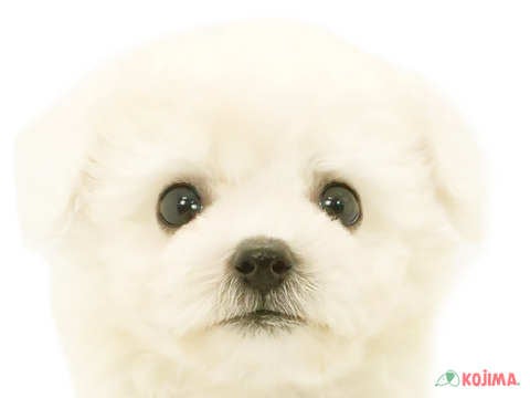 神奈川県のビションフリーゼ (コジマニトリモール相模原店/2024年4月28日生まれ/男の子/ホワイト)の子犬