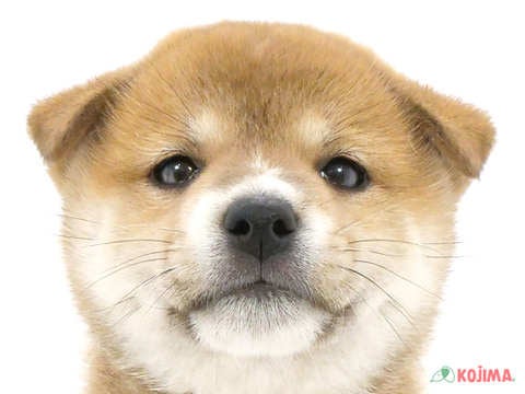 埼玉県の柴犬(標準サイズ) (コジマモラージュ菖蒲店/2024年5月17日生まれ/女の子/赤)の子犬