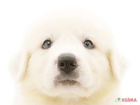 千葉県のグレートピレニーズ (コジマ四街道店/2024年5月18日生まれ/男の子/ホワイト)の子犬