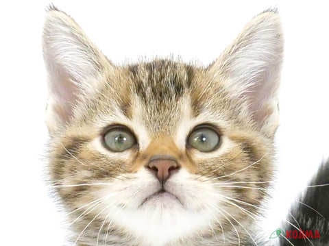 埼玉県のアメリカンショートヘアー (コジマ三郷店/2024年5月17日生まれ/女の子/ブラウンパッチドタビー)の子猫