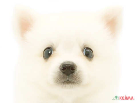 東京都の日本スピッツ (コジマ阿佐ヶ谷店/2024年5月19日生まれ/男の子/ホワイト)の子犬