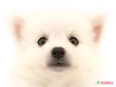 東京都の日本スピッツ (コジマソコラ用賀店/2024年5月19日生まれ/男の子/ホワイト)の子犬