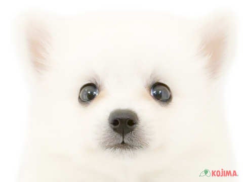 埼玉県の日本スピッツ (コジマモラージュ菖蒲店/2024年5月19日生まれ/女の子/ホワイト)の子犬