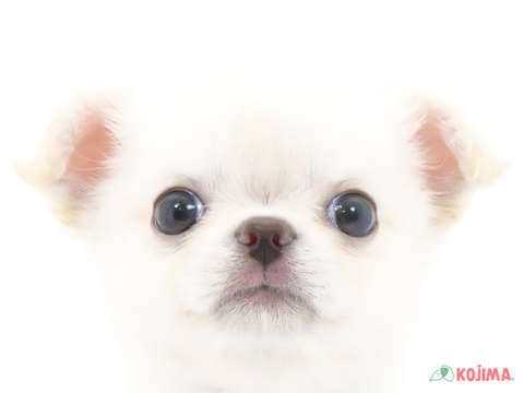 埼玉県のチワワ(ロング) (コジマ和光店/2024年5月20日生まれ/男の子/ホワイトクリーム)の子犬
