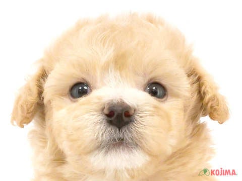 埼玉県のビションプー(ビションフリーゼ×プードル) (コジマ三郷店/2024年5月19日生まれ/男の子/アプリコット)の子犬