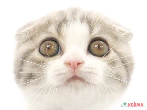東京都のスコティッシュフォールド (コジマアリオ西新井店/2024年5月13日生まれ/女の子/ブルーパッチドタビーホワイト)の子猫