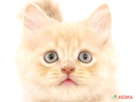 東京都のスコティッシュストレート (コジマ練馬店/2024年5月12日生まれ/男の子/クリームタビー)の子猫