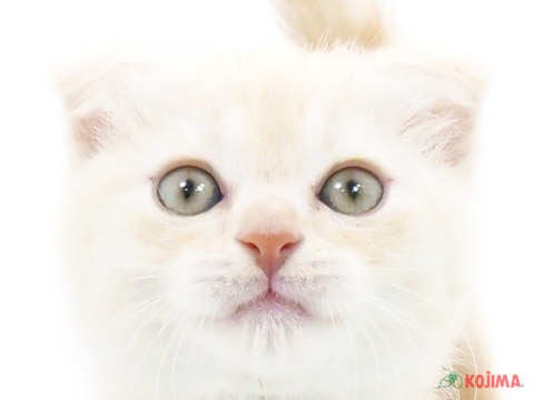 東京都のスコティッシュフォールド (コジマ高井戸店/2024年5月15日生まれ/男の子/クリームタビーホワイト)の子猫