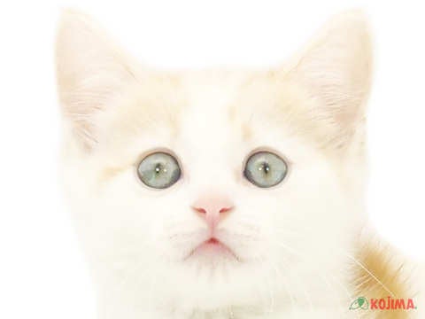 千葉県のスコティッシュフォールド (コジマ松戸店/2024年5月15日生まれ/男の子/レッドタビーホワイト)の子猫