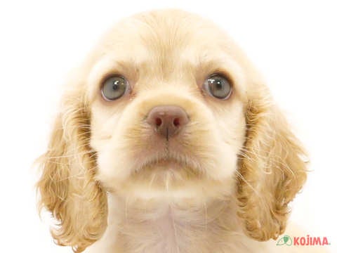 東京都のアメリカンコッカースパニエル (コジマ練馬店/2024年5月18日生まれ/女の子/バフ)の子犬