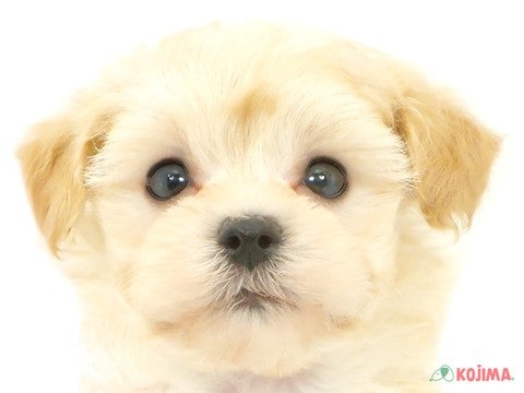 東京都のマルプー(マルチーズ×プードル) (コジマ府中店/2024年5月19日生まれ/男の子/アプリコットホワイト)の子犬