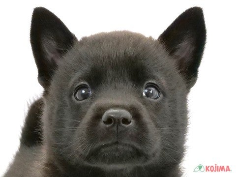 東京都の甲斐犬 (コジマアリオ北砂店/2024年5月17日生まれ/女の子/黒虎)の子犬