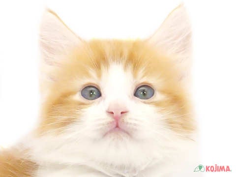 東京都のノルウェージャンフォレストキャット (コジマソコラ用賀店/2024年5月18日生まれ/男の子/レッドタビーホワイト)の子猫