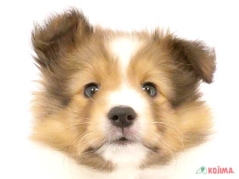 東京都のシェットランドシープドッグ (コジマ府中店/2024年5月14日生まれ/女の子/セーブルホワイト)の子犬