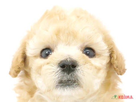 東京都のビションプー(ビションフリーゼ×プードル) (コジマ国領店/2024年5月19日生まれ/女の子/アプリコット)の子犬