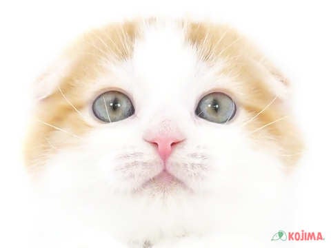 東京都のスコティッシュフォールド (コジマ木場店/2024年5月17日生まれ/男の子/レッドタビーホワイト)の子猫