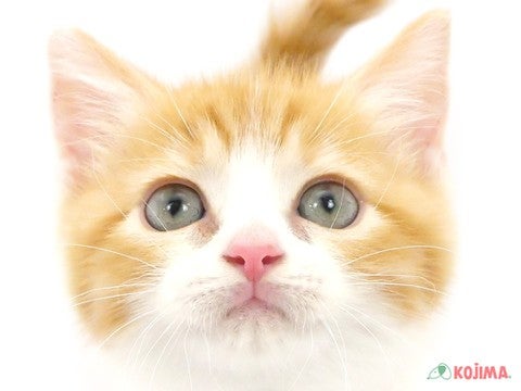 東京都のスコティッシュストレート (コジマ国領店/2024年5月18日生まれ/女の子/レッドタビーホワイト)の子猫