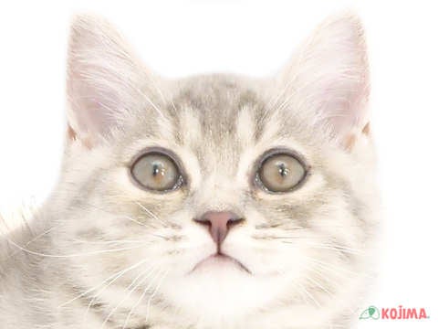 東京都のスコティッシュストレート (コジマ田端店/2024年5月13日生まれ/女の子/ブルーパッチドタビー)の子猫