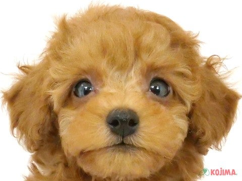 千葉県のトイプードル(トイ) (コジマ四街道店/2024年5月20日生まれ/男の子/レッド)の子犬