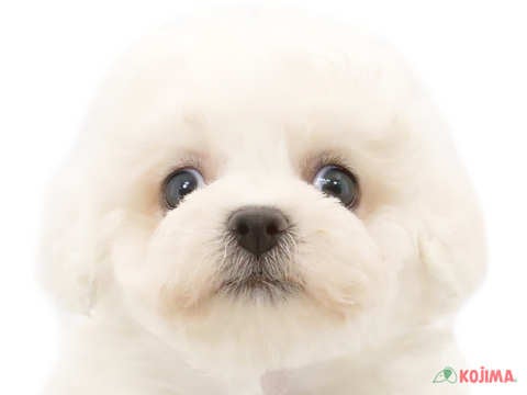 東京都のビションフリーゼ (コジマGRAND亀戸店/2024年5月18日生まれ/女の子/ホワイト)の子犬
