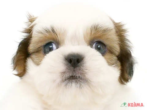 東京都のシーズー (コジマ田端店/2024年5月22日生まれ/男の子/ホワイトゴールド)の子犬