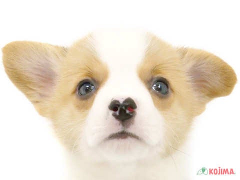 東京都のウェルシュコーギーペンブローク (コジマアリオ北砂店/2024年5月22日生まれ/男の子/レッドホワイト)の子犬