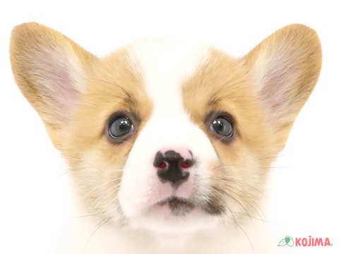 千葉県のウェルシュコーギーペンブローク (コジマアリオ柏店/2024年5月22日生まれ/女の子/レッドホワイト)の子犬